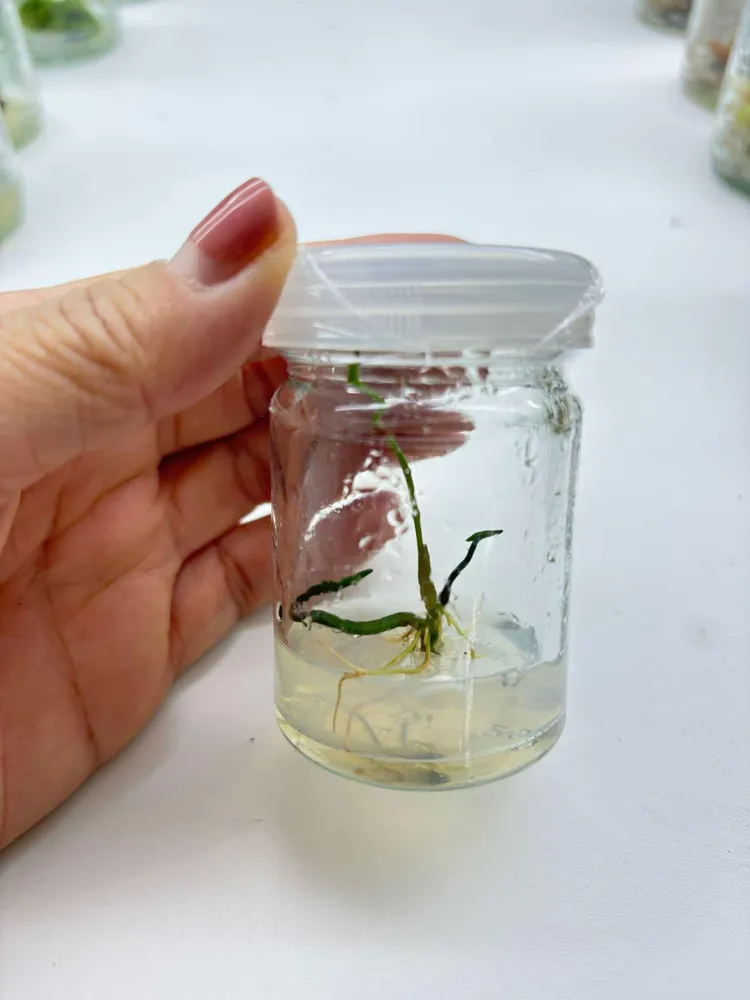Plant tissue culture learning